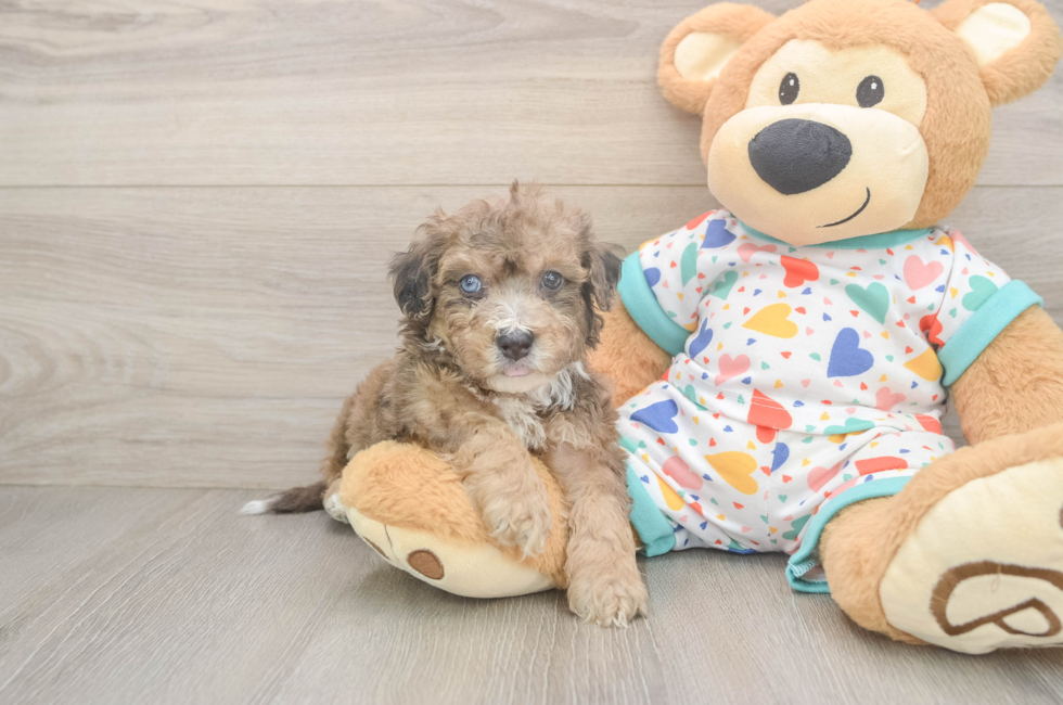5 week old Poochon Puppy For Sale - Premier Pups