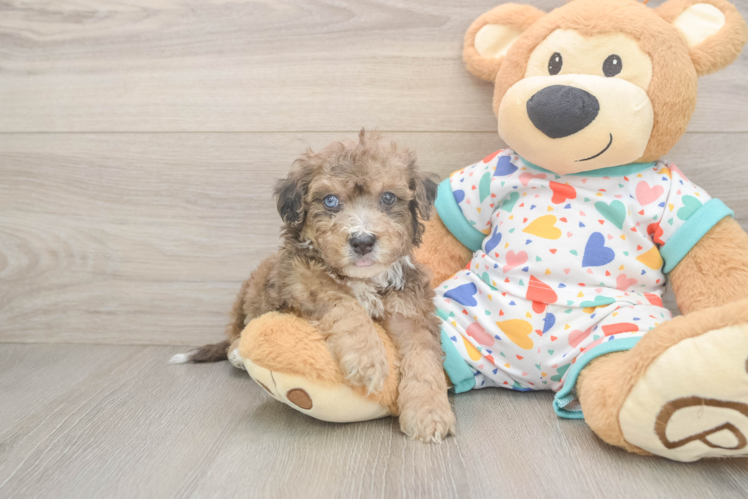 Meet Zeke - our Poochon Puppy Photo  1/3 - Premier Pups Popular Poochon Poodle Mix Pup