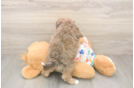 Energetic Bichpoo Poodle Mix Puppy