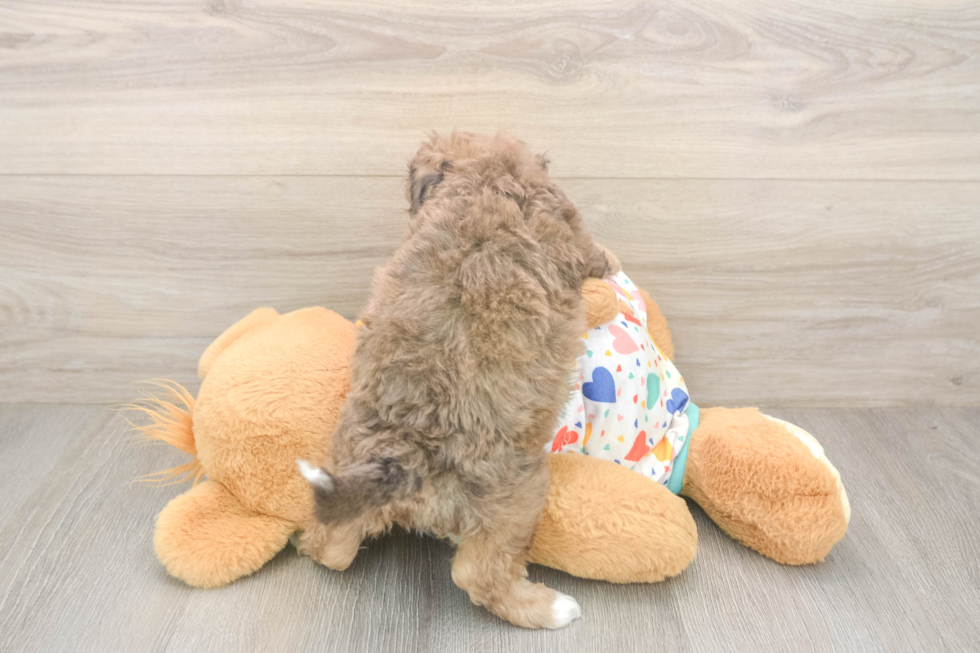 Energetic Bichpoo Poodle Mix Puppy