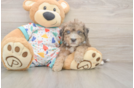 Friendly Poochon Baby