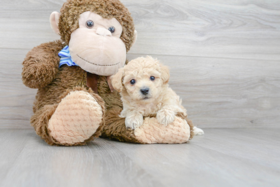 Energetic Bichpoo Poodle Mix Puppy