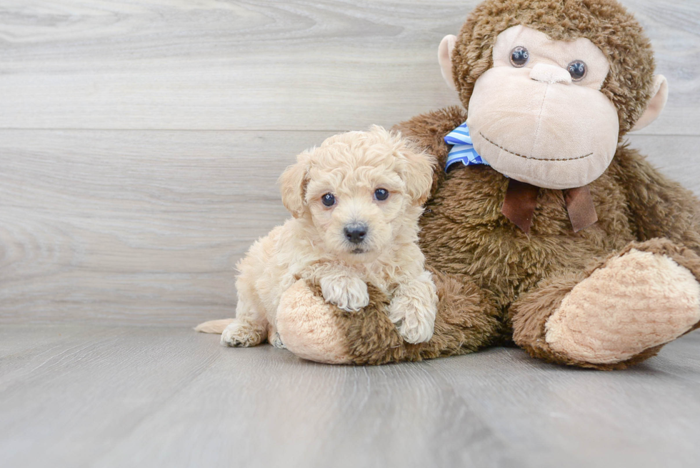 Adorable Bichpoo Poodle Mix Puppy