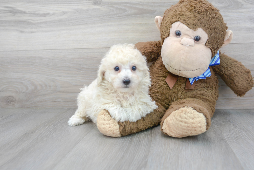 Poochon Pup Being Cute