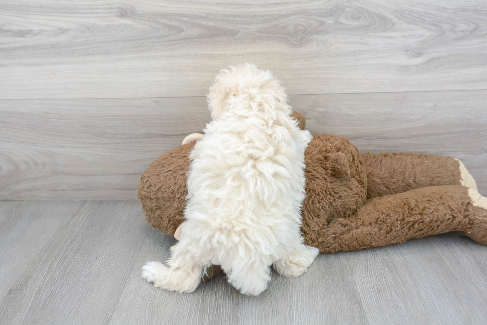 Energetic Bichpoo Poodle Mix Puppy