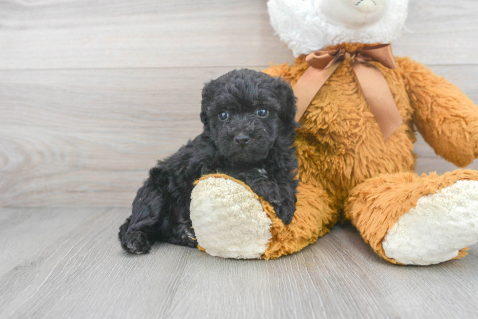 Playful Bichpoo Poodle Mix Puppy