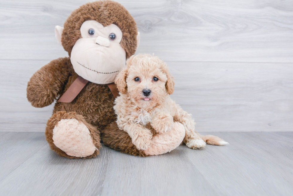 Poochon Pup Being Cute