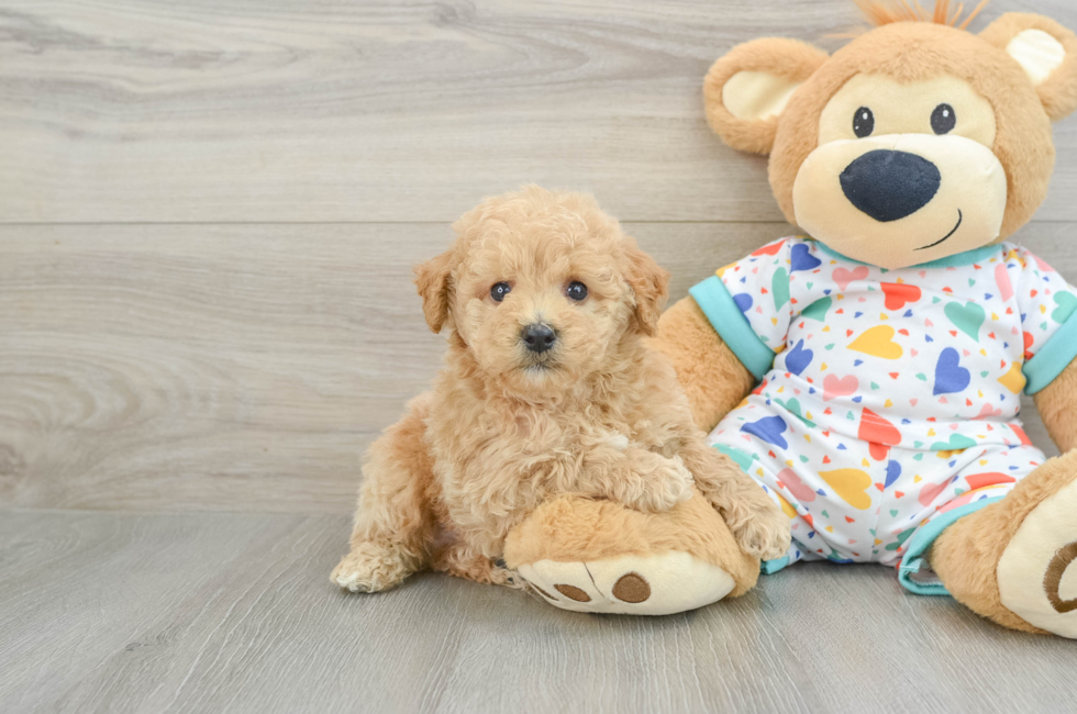 5 week old Poochon Puppy For Sale - Premier Pups