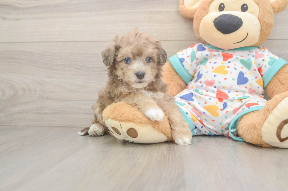5 week old Poochon Puppy For Sale - Premier Pups