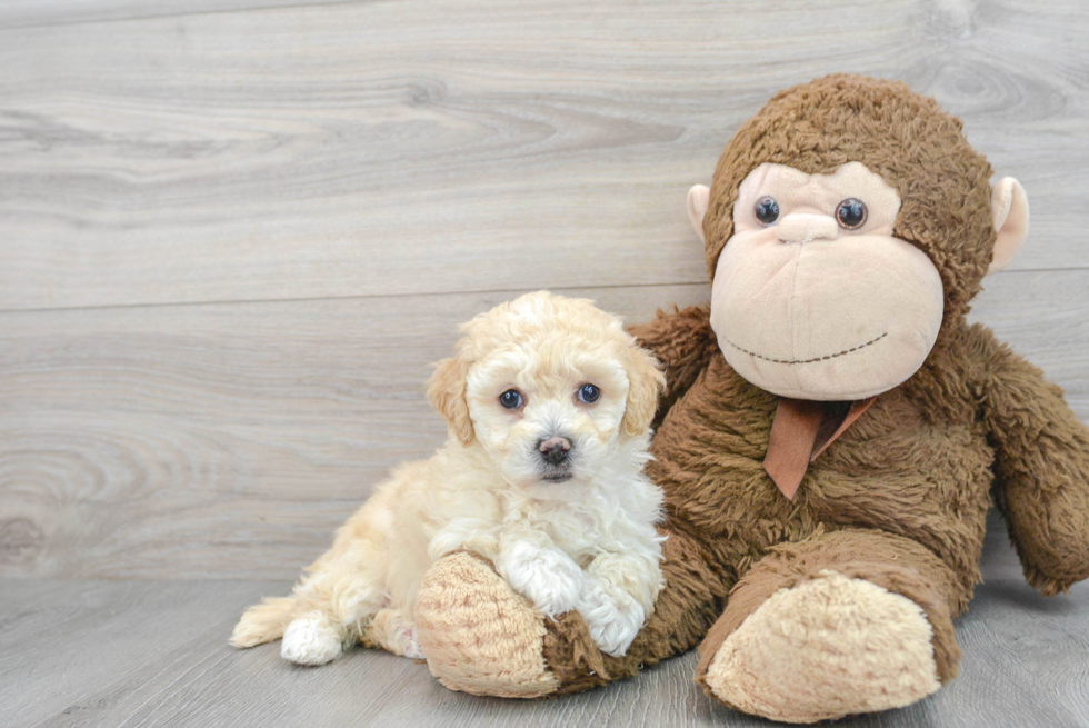 Happy Poochon Baby