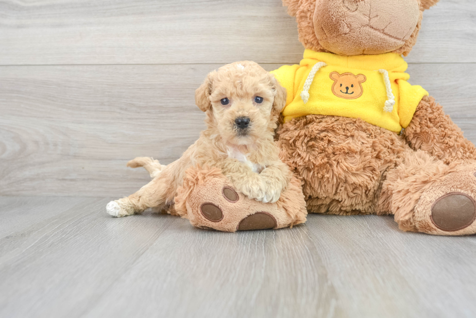 Petite Poochon Poodle Mix Pup