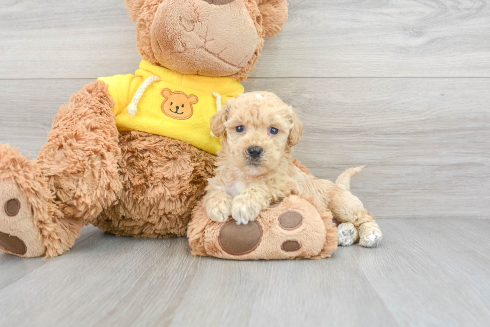 Poochon Puppy for Adoption