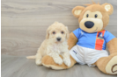 Playful Bichpoo Poodle Mix Puppy