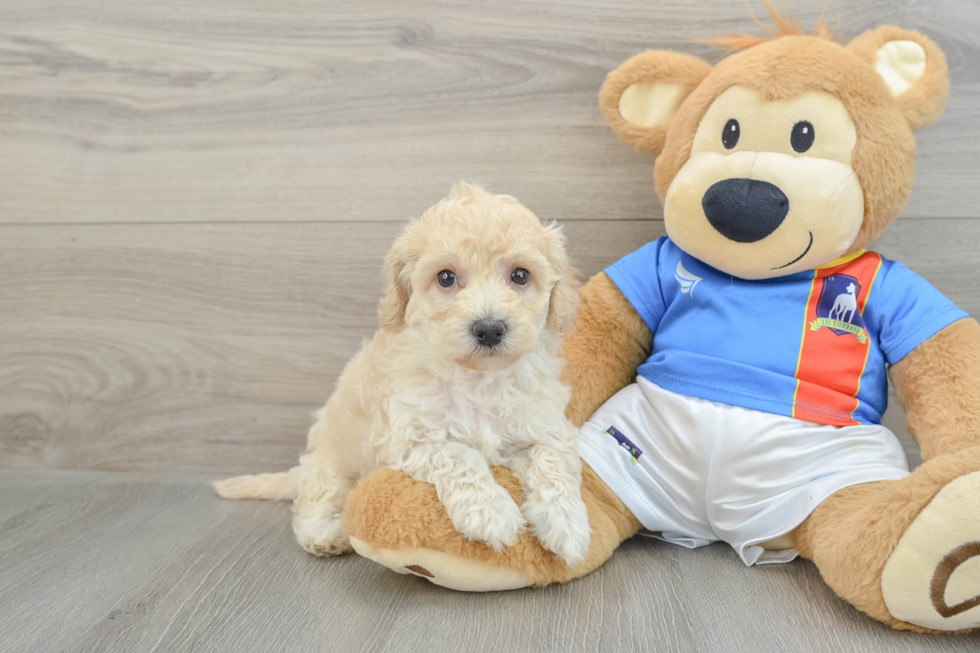 Playful Bichpoo Poodle Mix Puppy