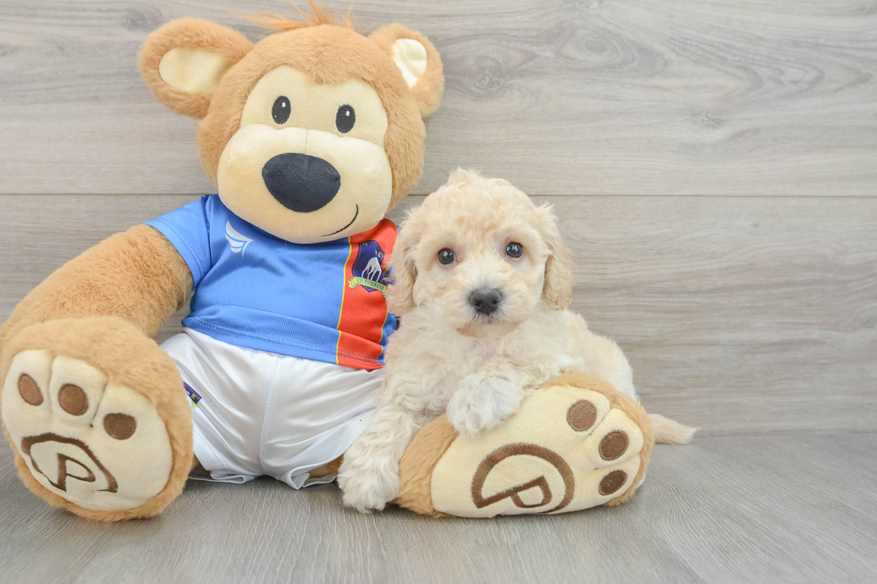 Best Poochon Baby