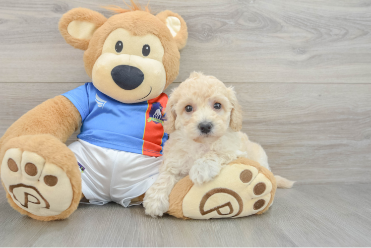 Best Poochon Baby