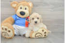 Best Poochon Baby