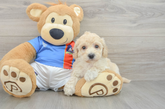 Best Poochon Baby