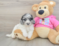 7 week old Poochon Puppy For Sale - Premier Pups
