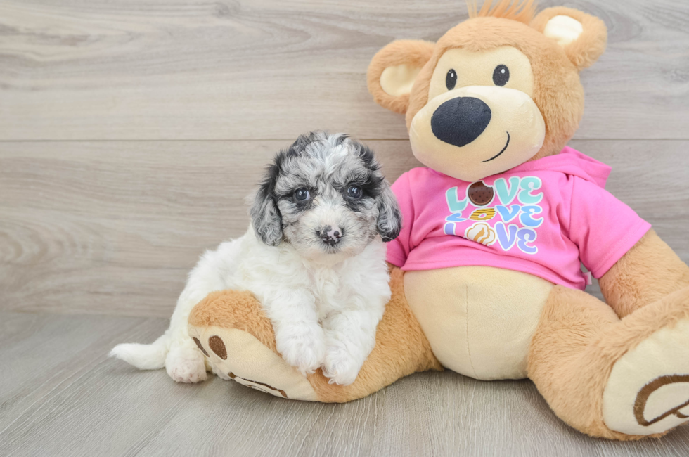 6 week old Poochon Puppy For Sale - Premier Pups