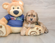 6 week old Poochon Puppy For Sale - Premier Pups