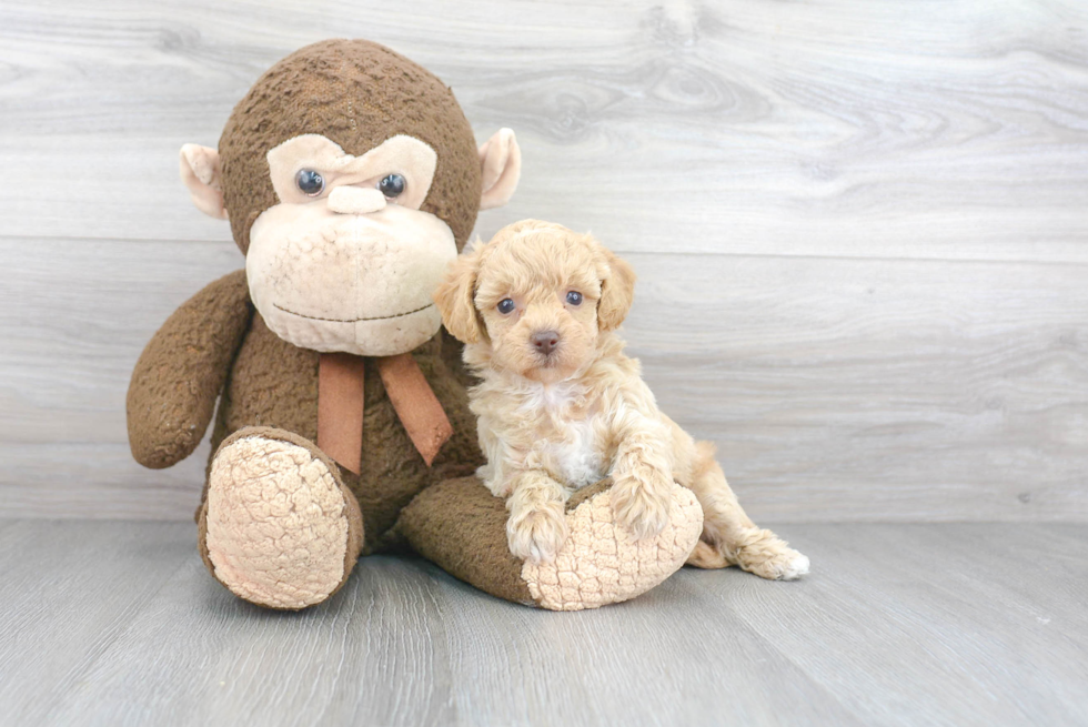 Petite Poochon Poodle Mix Pup