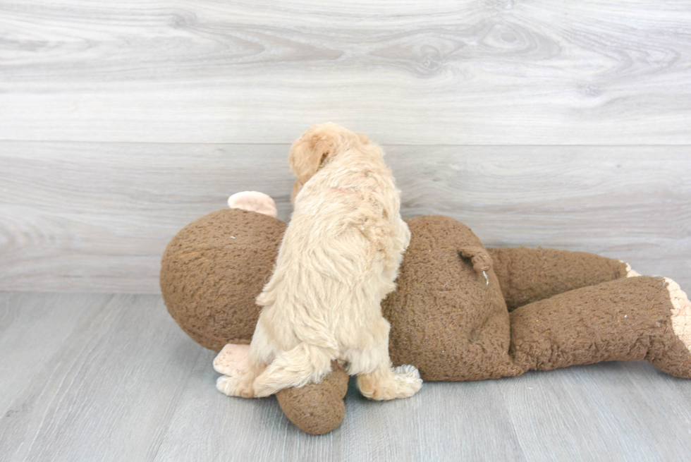 Smart Poochon Poodle Mix Pup