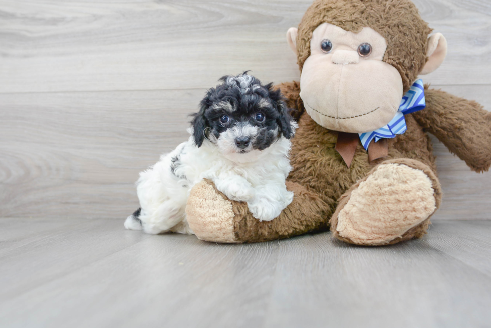 Cute Poochon Baby