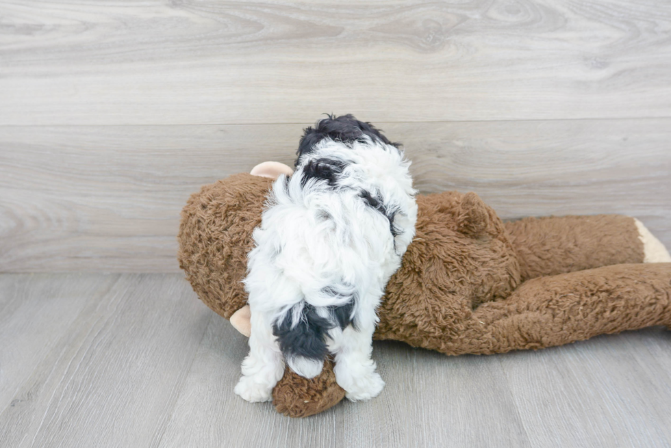 Poochon Puppy for Adoption