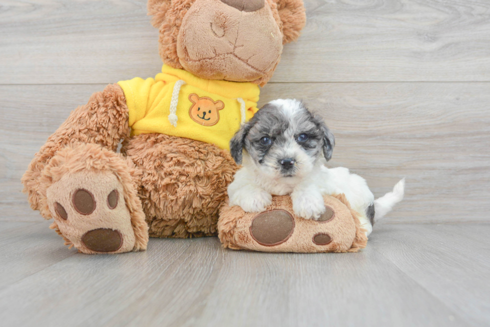 Fluffy Poochon Poodle Mix Pup
