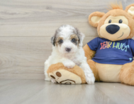 7 week old Poochon Puppy For Sale - Premier Pups