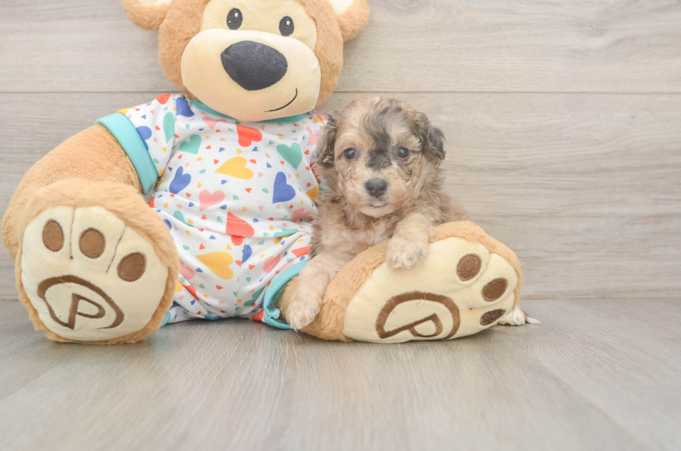 5 week old Poochon Puppy For Sale - Premier Pups
