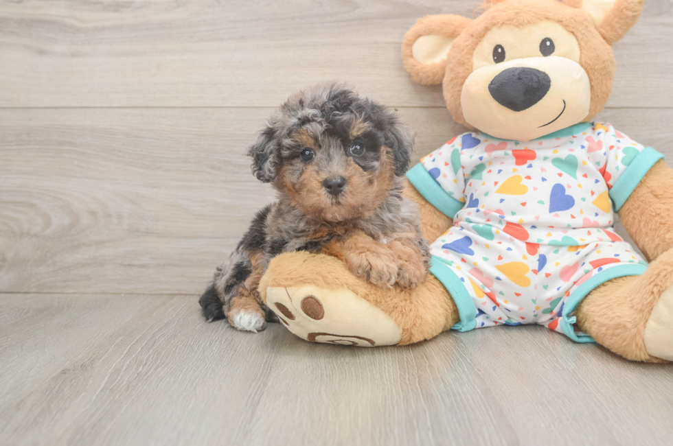 6 week old Poochon Puppy For Sale - Premier Pups