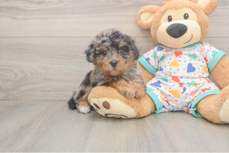 Meet Ziggy - our Poochon Puppy Photo  1/3 - Premier Pups Energetic Bichpoo Poodle Mix Puppy