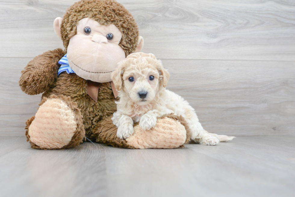 Petite Poochon Poodle Mix Pup