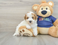 7 week old Poochon Puppy For Sale - Premier Pups