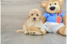 Popular Poochon Poodle Mix Pup