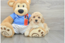 Energetic Bichpoo Poodle Mix Puppy