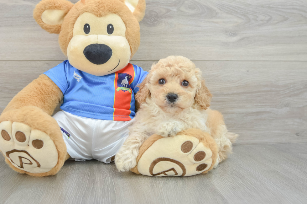 5 week old Poochon Puppy For Sale - Premier Pups