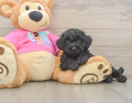 6 week old Poochon Puppy For Sale - Premier Pups