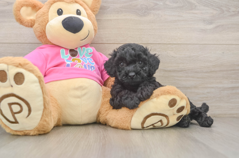6 week old Poochon Puppy For Sale - Premier Pups