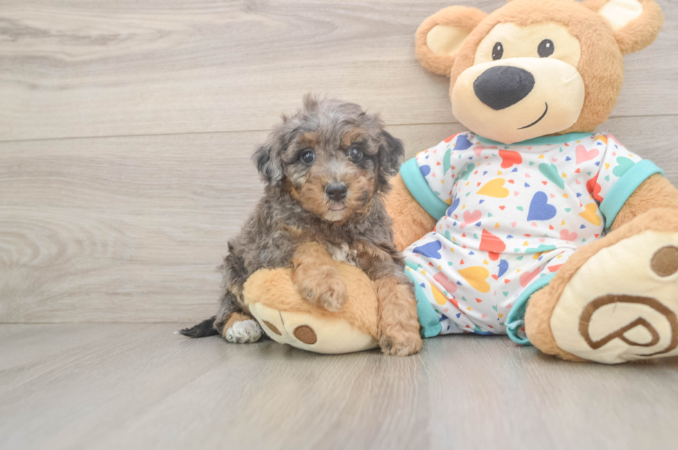 5 week old Poochon Puppy For Sale - Premier Pups