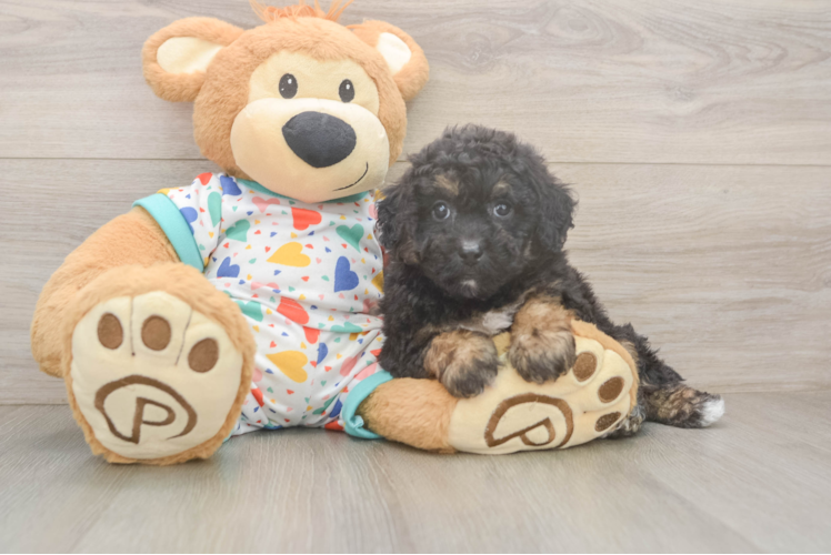 Playful Bichpoo Poodle Mix Puppy