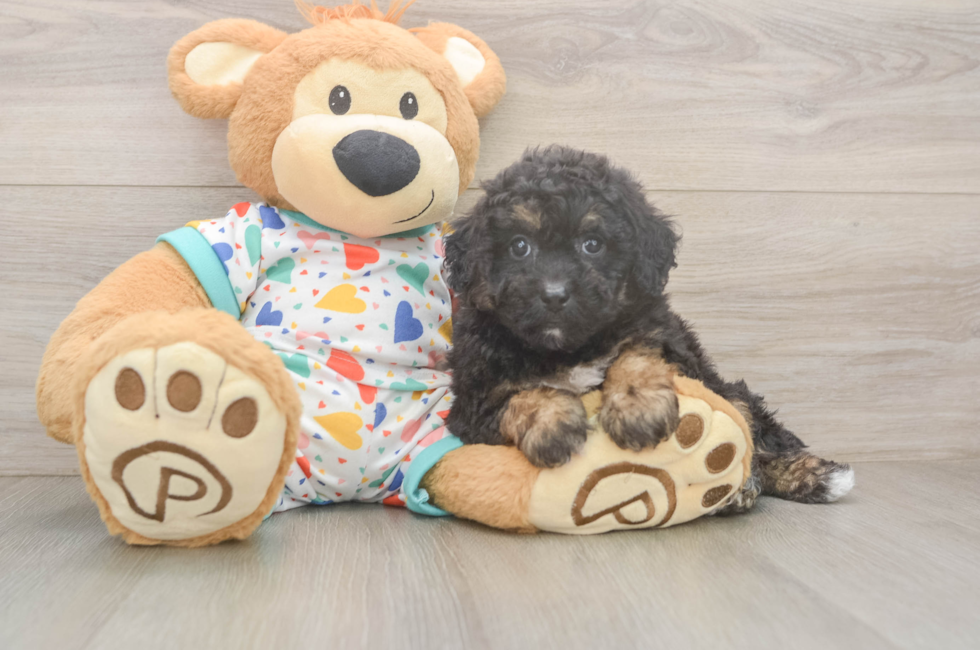 6 week old Poochon Puppy For Sale - Premier Pups
