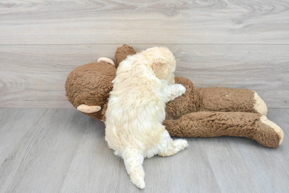 Fluffy Poochon Poodle Mix Pup