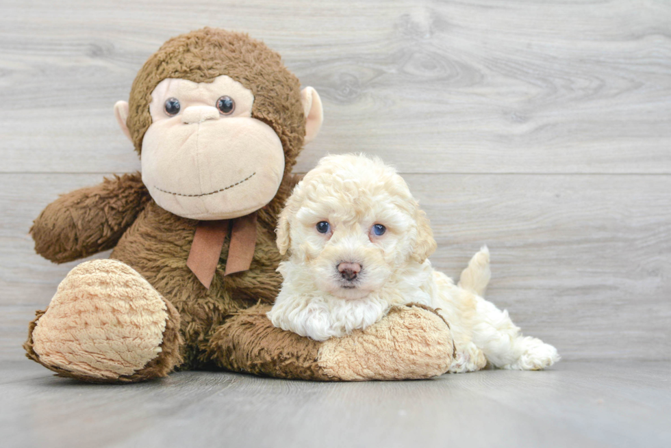 Energetic Bichpoo Poodle Mix Puppy