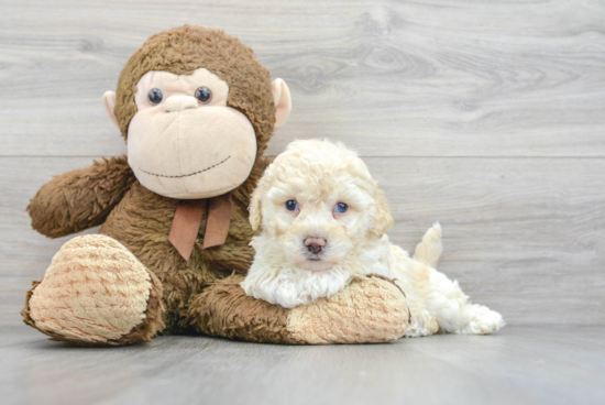 Energetic Bichpoo Poodle Mix Puppy