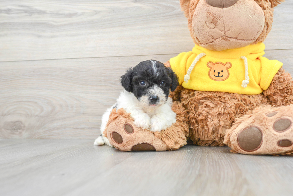 Poochon Pup Being Cute