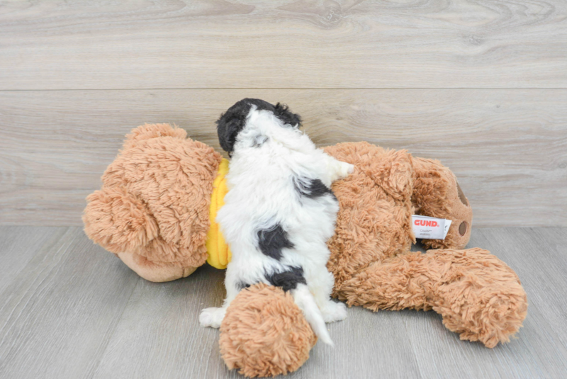 Meet Ziti - our Poochon Puppy Photo 2/3 - Premier Pups