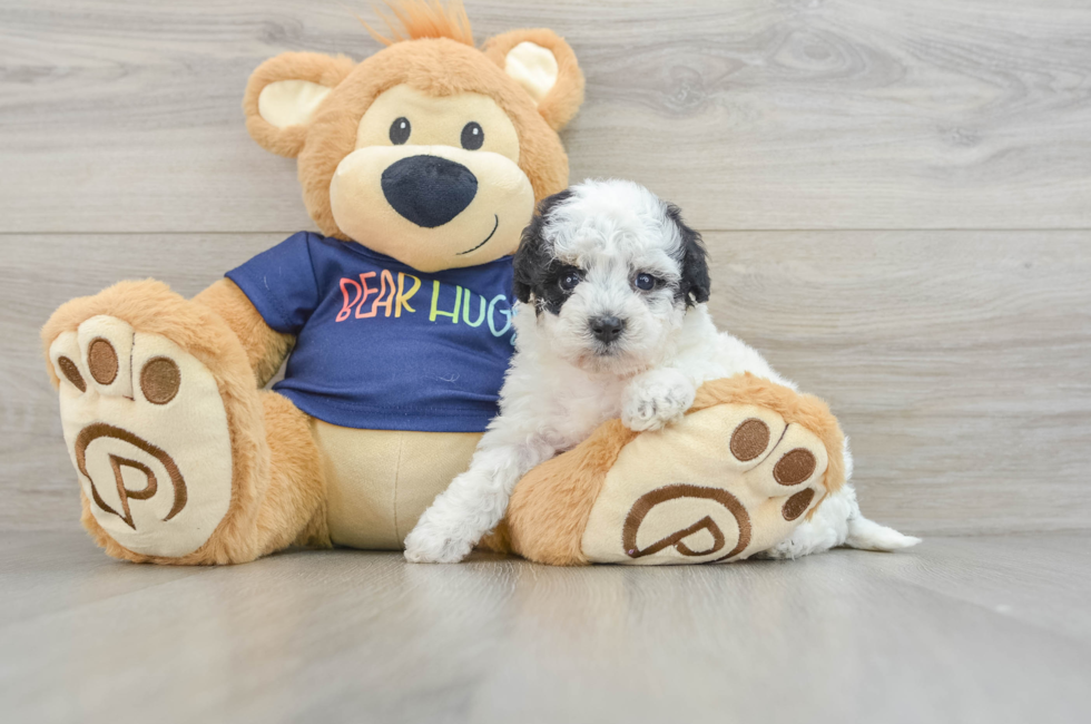 6 week old Poochon Puppy For Sale - Premier Pups